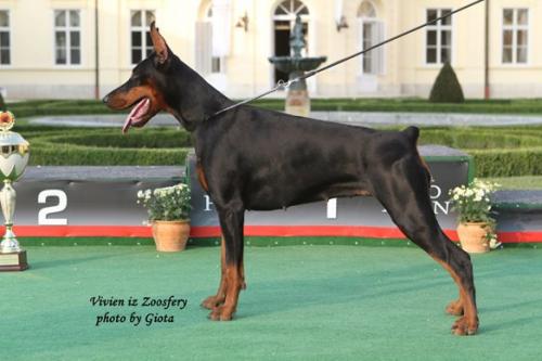 Vivien iz Zoosfery | Black Doberman Pinscher