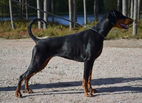 Power Dee's Sun Shine | Black Doberman Pinscher