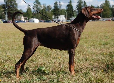 Power Dee's Secret Weapon | Brown Doberman Pinscher