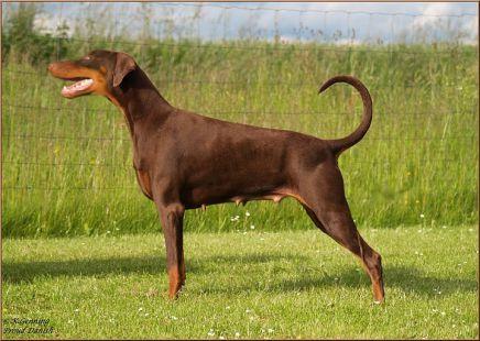 Serbian Star v. Masterhof | Brown Doberman Pinscher