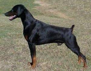 Riverpark Firestone | Black Doberman Pinscher