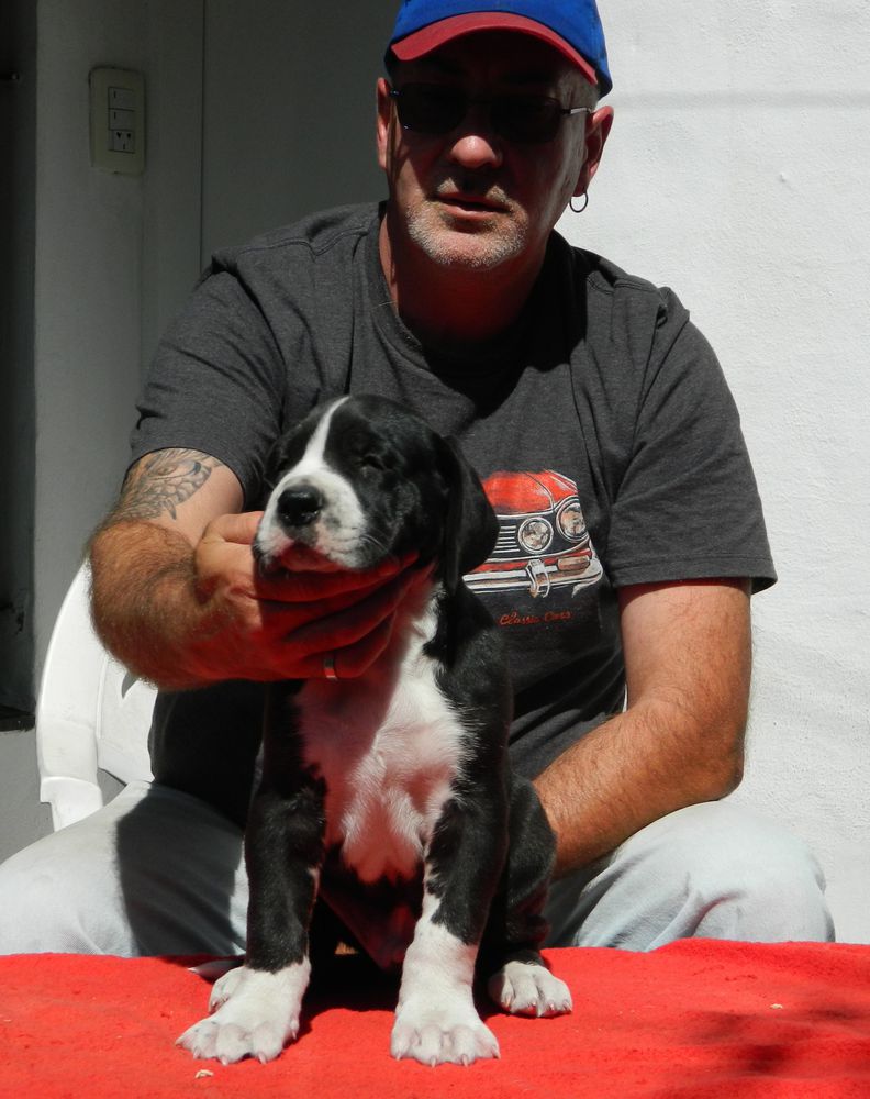 Orson Von Pao | Great Dane 