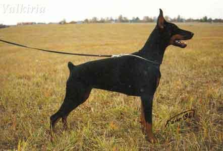 Galla Konasta Valkiria | Black Doberman Pinscher