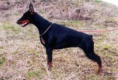 Galla Konasta Tigrida | Black Doberman Pinscher