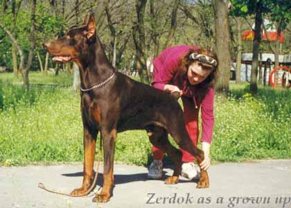 Galla Konasta Zerdok | Brown Doberman Pinscher