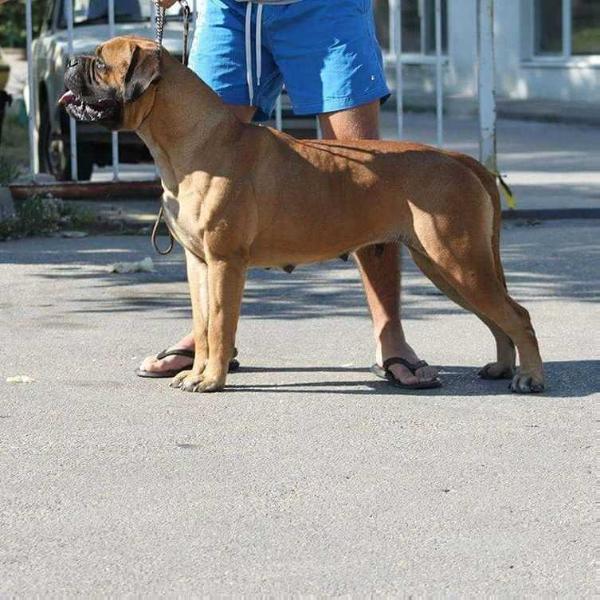 Rose Royal Of Godlike Step | Bullmastiff 