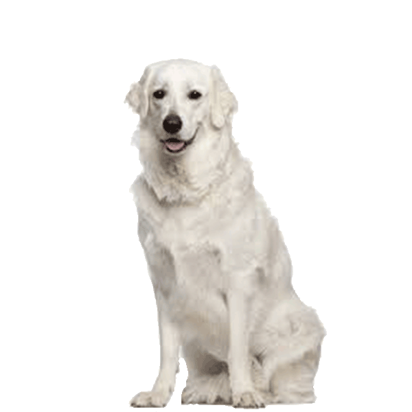 Kuvasz