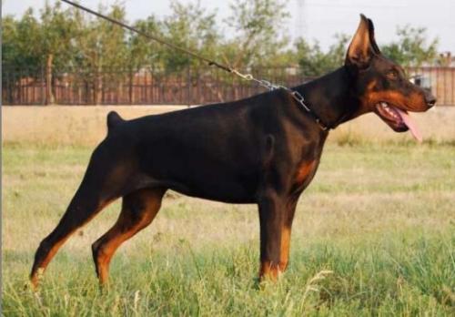 Apple of Bo Wen Kennel | Black Doberman Pinscher