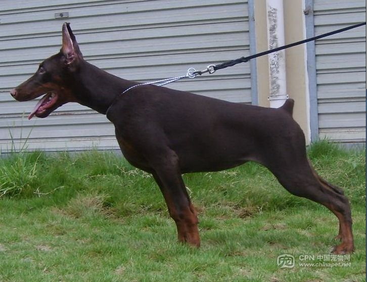 Bella of Bo Wen Kennel | Brown Doberman Pinscher