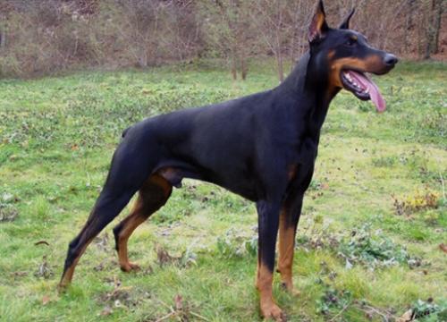 Ajax Falmarka | Black Doberman Pinscher