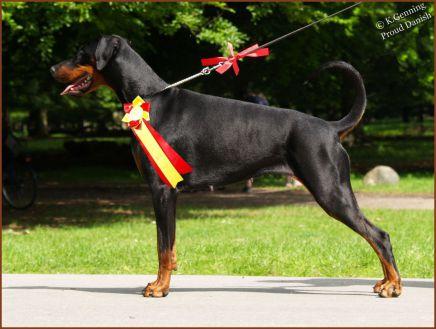 Proud Danish Cool Casio | Black Doberman Pinscher