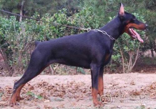 Coke of Bo Wen Kennel | Black Doberman Pinscher