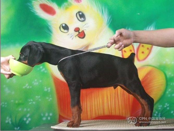 Amon of Jia Zhou Kennel | Black Doberman Pinscher