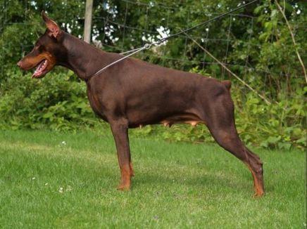 Master Mia  v. Masterhof | Brown Doberman Pinscher