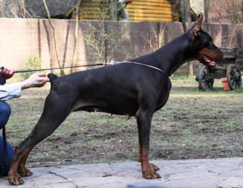 Pride of Russia Tamara | Brown Doberman Pinscher