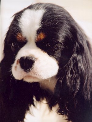 Homerbrent Juanita | Cavalier King Charles Spaniel 