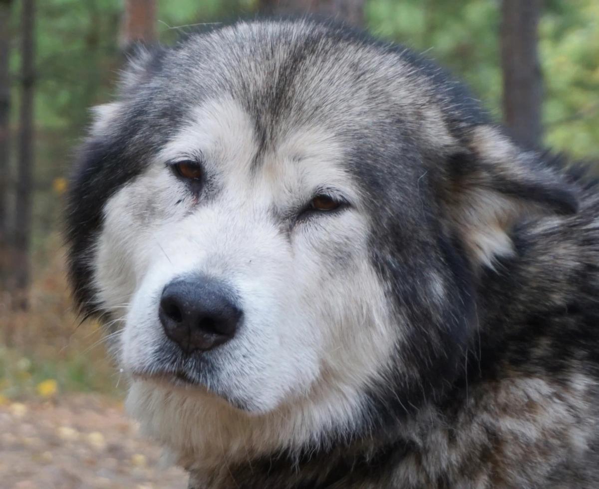 ZHELIMIRA | Alaskan Malamute 