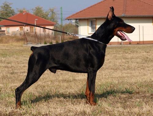 D'Alamo di Perlanera | Black Doberman Pinscher