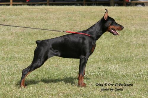 Diva D'Oro di Perlanera | Black Doberman Pinscher