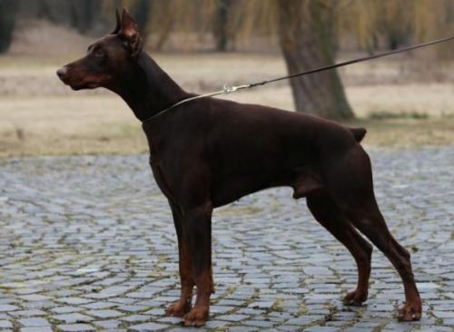 Bounty Maddob | Brown Doberman Pinscher