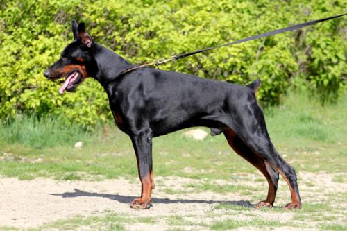 Touareg v. Haus Erfullungen Vunschen | Black Doberman Pinscher