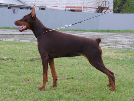 Modus Ost Rosheen | Brown Doberman Pinscher