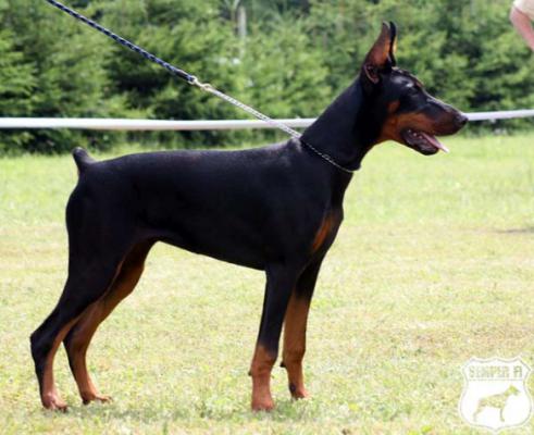 Grafin Byluna of Ja-mes-le'mon | Black Doberman Pinscher