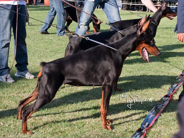 Vinkaelisir di Casa Giardino | Black Doberman Pinscher