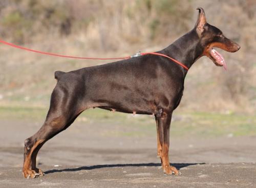 Red Royal Rose de Grande Vinko | Brown Doberman Pinscher