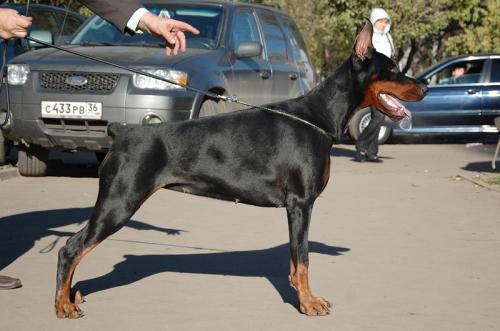 Eva-Lotta iz Zoosfery | Black Doberman Pinscher