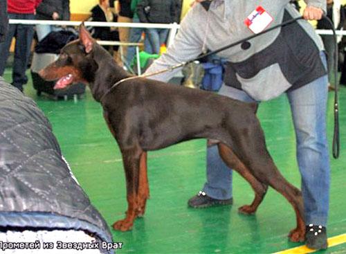 Prometey iz Zvezdnyh vrat | Brown Doberman Pinscher