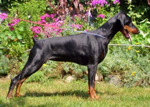 Rei Riyoko iz Zvezdnyh Vrat | Black Doberman Pinscher