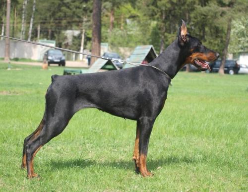 Ronda Chiara iz Zvezdnyh Vrat | Black Doberman Pinscher