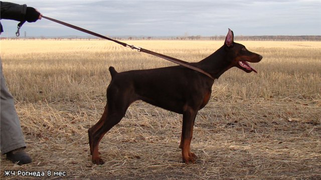 Zhemchuzhina Chernozemija Rogneda | Brown Doberman Pinscher