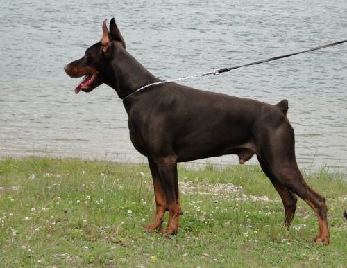 Zhemchuzhina Chernozemija Ratibor | Brown Doberman Pinscher