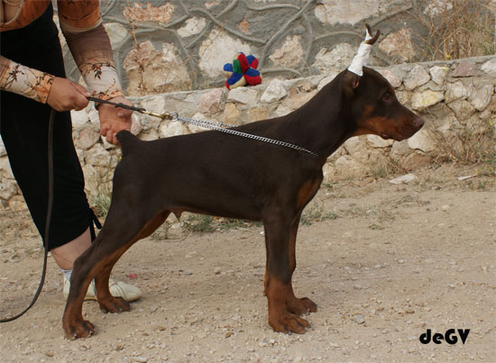 Querido de Grande Vinko | Brown Doberman Pinscher