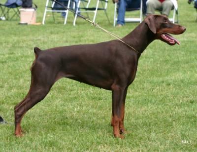 Tahi-Réme Xaviera | Brown Doberman Pinscher