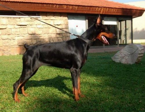 Onyx Daker | Black Doberman Pinscher