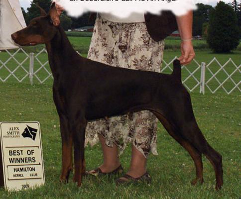 Call Me An Angel of Dobereich | Brown Doberman Pinscher