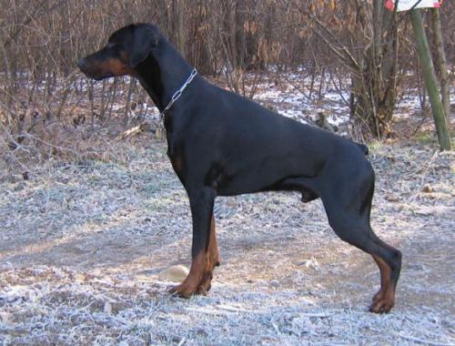 Ross dei Nobili Nati | Black Doberman Pinscher