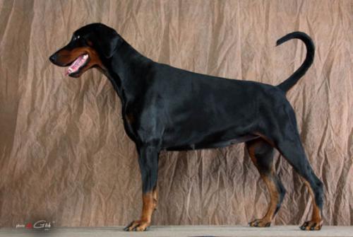 Infinity v.'t Duinezicht | Black Doberman Pinscher