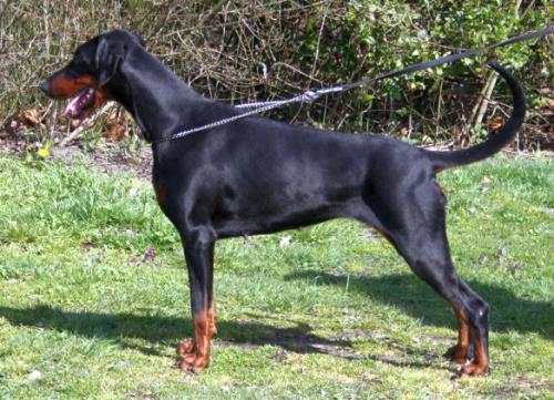 Iris v.'t Duinezicht | Black Doberman Pinscher