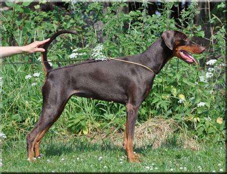 Way Out West Cinnamon | Brown Doberman Pinscher