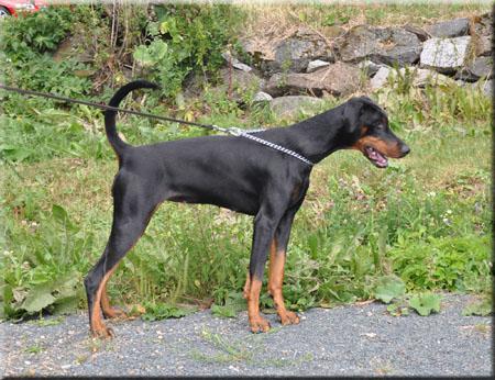 Way Out West Cosmopolitan | Black Doberman Pinscher