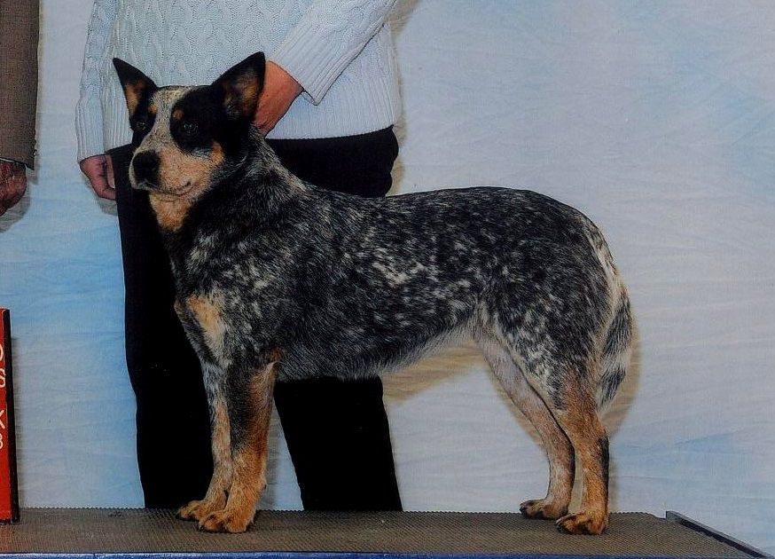 6 Pk's Mountain Dew Blackberry Dash | Australian Cattle Dog 