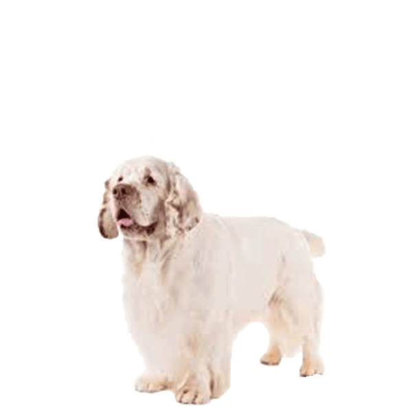 Clumber Spaniel