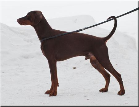 Way Out West Corrado | Brown Doberman Pinscher