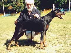 Yunity iz Zoosfery | Black Doberman Pinscher