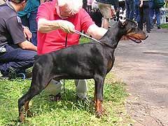 Yul iz Zoosfery | Black Doberman Pinscher