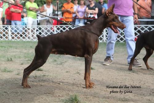 Havana dei Due Intenti | Brown Doberman Pinscher